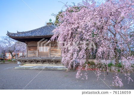 春天的道成寺 春天的道成寺 76116059