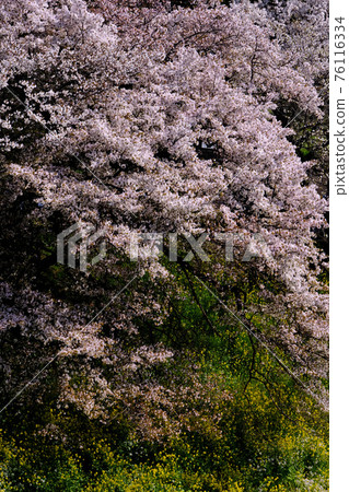 Cherry blossoms at Chidorigafuchi Park · Tokyo Cherry blossoms at Chidorigafuchi Park · Tokyo 76116334