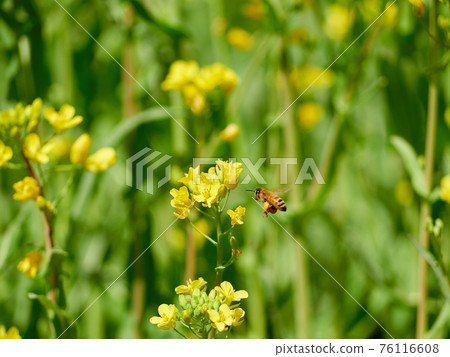 蜜蜂在油菜花附近飛翔 蜜蜂在油菜花附近飛翔 76116608