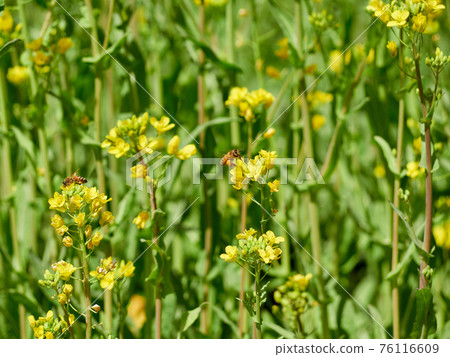 蜜蜂附著在油菜花上 蜜蜂附著在油菜花上 76116609