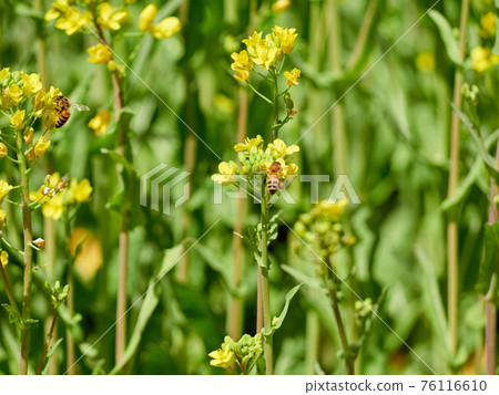 蜜蜂附著在油菜花上 蜜蜂附著在油菜花上 76116610