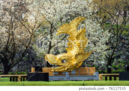 Shachihoko of Nagoya Castle landed on the ground (April 2021) 76117535