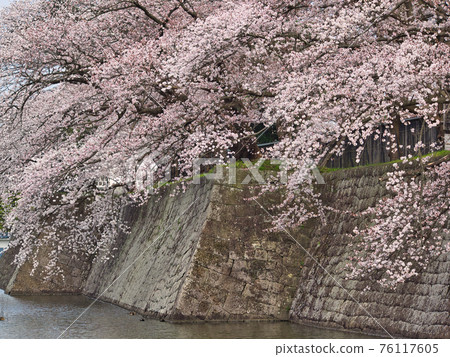 Stone wall and cherry blossoms in Shibata Castle 76117605