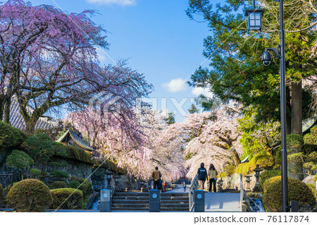 櫻花盛開的大石寺之路 櫻花盛開的大石寺之路 76117874