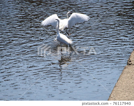 Two egrets playing in the river Two egrets playing in the river 76117940