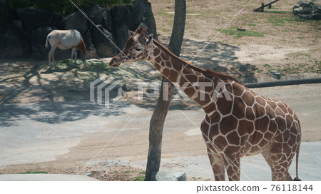 Shooting a giraffe living with animals on a sunny day 76118144