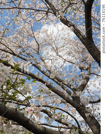 Spring image (Sakura flower) 76118196