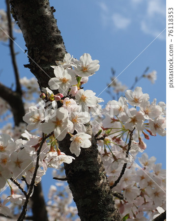 Spring image (Sakura flower) Spring image (Sakura flower) 76118353