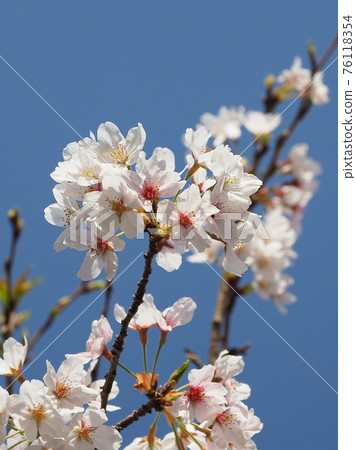 Spring image (Sakura flower) Spring image (Sakura flower) 76118354