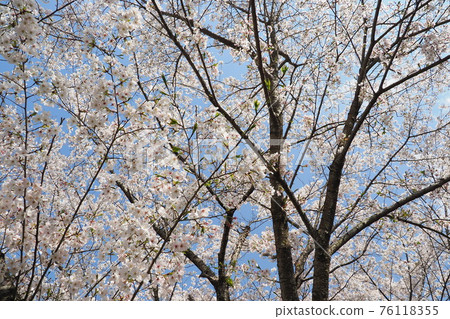 Spring image (Sakura flower) Spring image (Sakura flower) 76118355