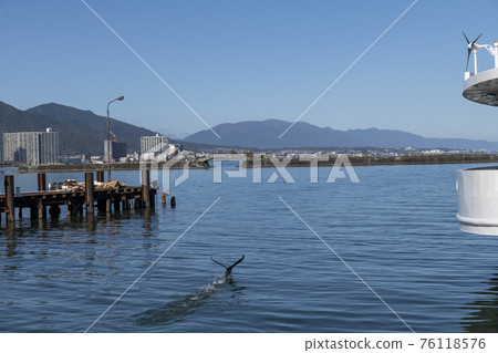 Great cormorant looking for food on the surface of Lake Biwa Great cormorant looking for food on the surface of Lake Biwa 76118576