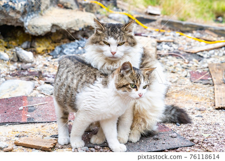 流浪貓父母和孩子的照片 76118614