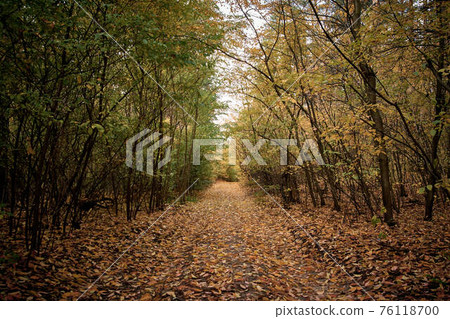 Autumn road in the forest. Golden autumn. Red wood 76118700