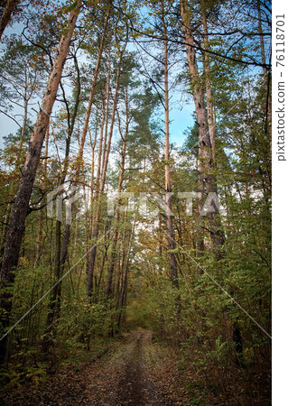 Autumn road in the forest. Golden autumn. Red wood 76118701