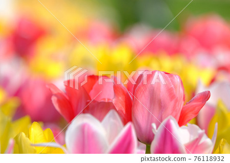 Spring image tulip Spring image tulip 76118932