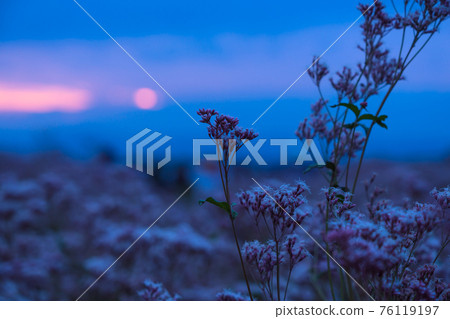 Fujikama在京都市Nishikyo-ku的Ohara拍攝 76119197