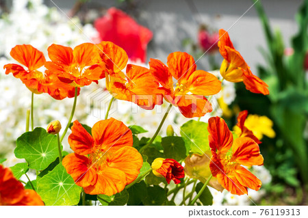 Nasturtium and primroses in the spring light Nasturtium and primroses in the spring light 76119313