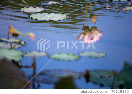 lotus and leaf 76119523