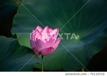 blooming, blooms, blossom 76119530