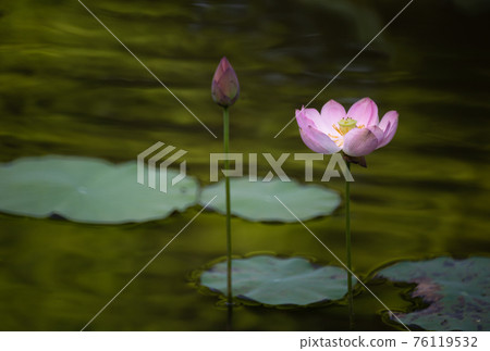 blooming, blooms, blossom 76119532