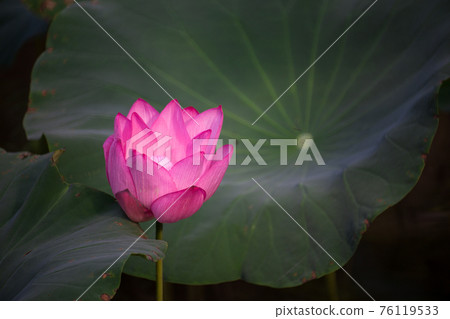 blooming, blooms, blossom 76119533