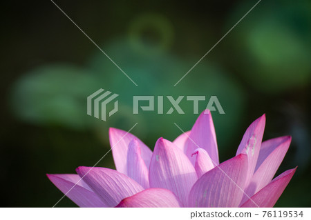lotus and leaf 76119534