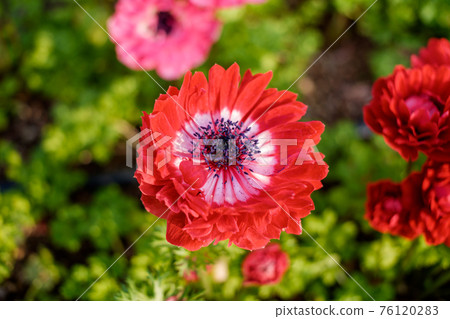 Red anemone flower, stamens clearly close-up Red anemone flower, stamens clearly close-up 76120283