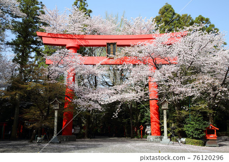 The Great Torii of Kampo Inari Shrine and the cherry blossoms in full bloom The Great Torii of Kampo Inari Shrine and the cherry blossoms in full bloom 76120296