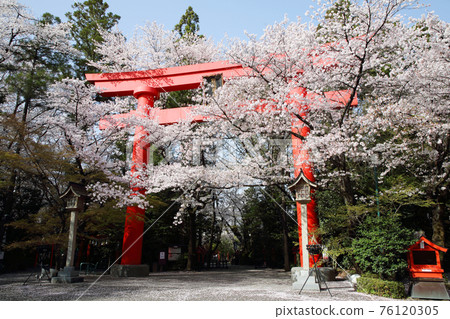 The Great Torii of Kampo Inari Shrine and the cherry blossoms in full bloom 76120305