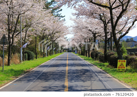 濟州島,鄉村,山茶花,櫻花,櫻花路,山茶花路,風景,村莊,鄉村, 76120420