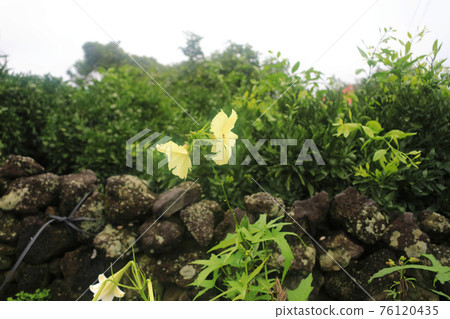 濟州島,鄉村,山茶花,櫻花,櫻花路,山茶花路,風景,村莊,鄉村, 濟州島,鄉村,山茶花,櫻花,櫻花路,山茶花路,風景,村莊,鄉村, 76120435