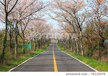Jeju, rural, camellia, cherry blossom, cherry blossom road, camellia road, scenery, village, rural, 76120476
