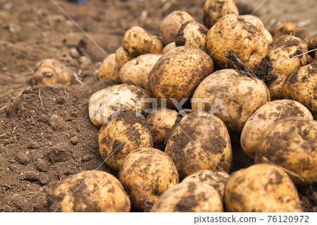 Digging potatoes New potatoes 76120972
