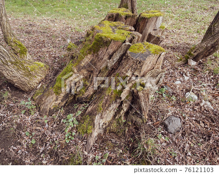 Old tree stump covered moss 76121103