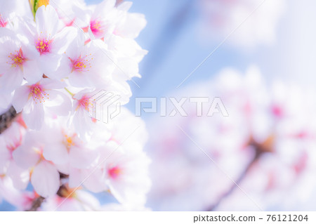Cherry tree in full bloom Cherry tree in full bloom 76121204