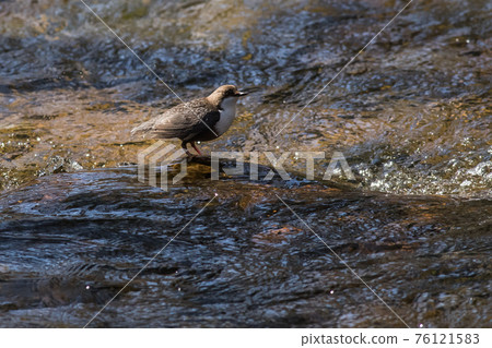 White-throated Dipper (Cinclus cinclus) White-throated Dipper (Cinclus cinclus) 76121583