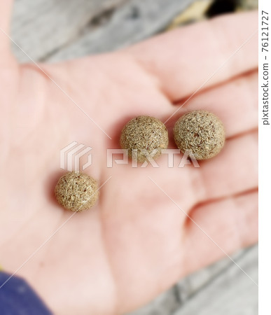 Dry hare dung on the palm 76121727