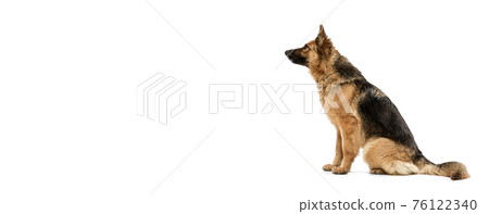 Cute Shepherd dog posing isolated over white background Cute Shepherd dog posing isolated over white background 76122340