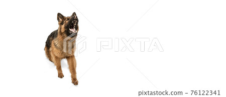 Cute Shepherd dog posing isolated over white background Cute Shepherd dog posing isolated over white background 76122341