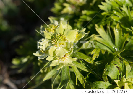 白山一變“綠色” 76122571