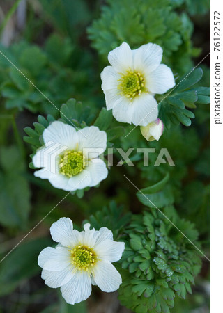 南阿爾卑斯北岳的特產Callianthemum hondolis 南阿爾卑斯北岳的特產Callianthemum hondolis 76122572