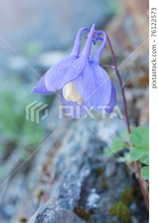 南阿爾卑斯山北岳的海葵 南阿爾卑斯山北岳的海葵 76122573