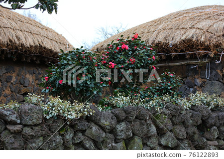 Jeju Seongeup Folk Village, folk, castle site, cherry blossoms, rape blossoms, spring, spring flowers, village, classics, Jeju Seongeup Folk Village, folk, castle site, cherry blossoms, rape blossoms, spring, spring flowers, village, classics, 76122893
