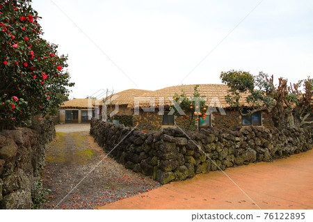 濟州城邑民俗村,民俗,城堡遺址,櫻花,油菜花,春天,春天的花,村,經典, 76122895