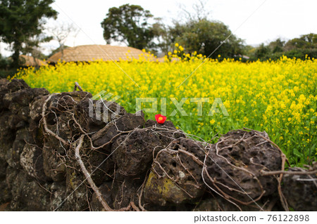 Jeju Seongeup Folk Village, folk, castle site, cherry blossoms, rape blossoms, spring, spring flowers, village, classics, Jeju Seongeup Folk Village, folk, castle site, cherry blossoms, rape blossoms, spring, spring flowers, village, classics, 76122898