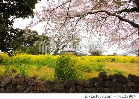濟州城邑民俗村,民俗,城堡遺址,櫻花,油菜花,春天,春天的花,村,經典, 濟州城邑民俗村,民俗,城堡遺址,櫻花,油菜花,春天,春天的花,村,經典, 76122904