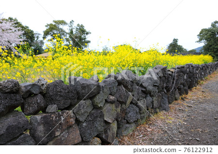 Jeju Seongeup Folk Village, folk, castle site, cherry blossoms, rape blossoms, spring, spring flowers, village, classics, Jeju Seongeup Folk Village, folk, castle site, cherry blossoms, rape blossoms, spring, spring flowers, village, classics, 76122912