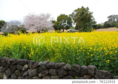 濟州城邑民俗村,民俗,城堡遺址,櫻花,油菜花,春天,春天的花,村,經典, 濟州城邑民俗村,民俗,城堡遺址,櫻花,油菜花,春天,春天的花,村,經典, 76122918