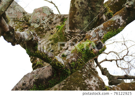 Jeju Seongeup Folk Village, folk, castle site, cherry blossoms, rape blossoms, spring, spring flowers, village, classics, 76122925
