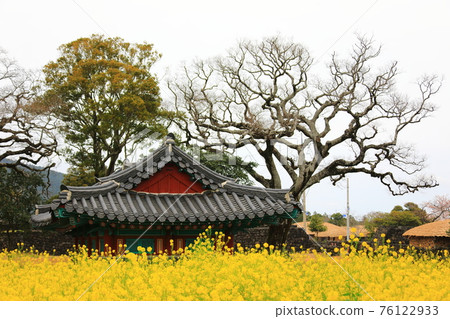 濟州城邑民俗村,民俗,城堡遺址,櫻花,油菜花,春天,春天的花,村,經典, 76122933